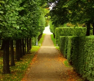 Tree & Shrub Trimming